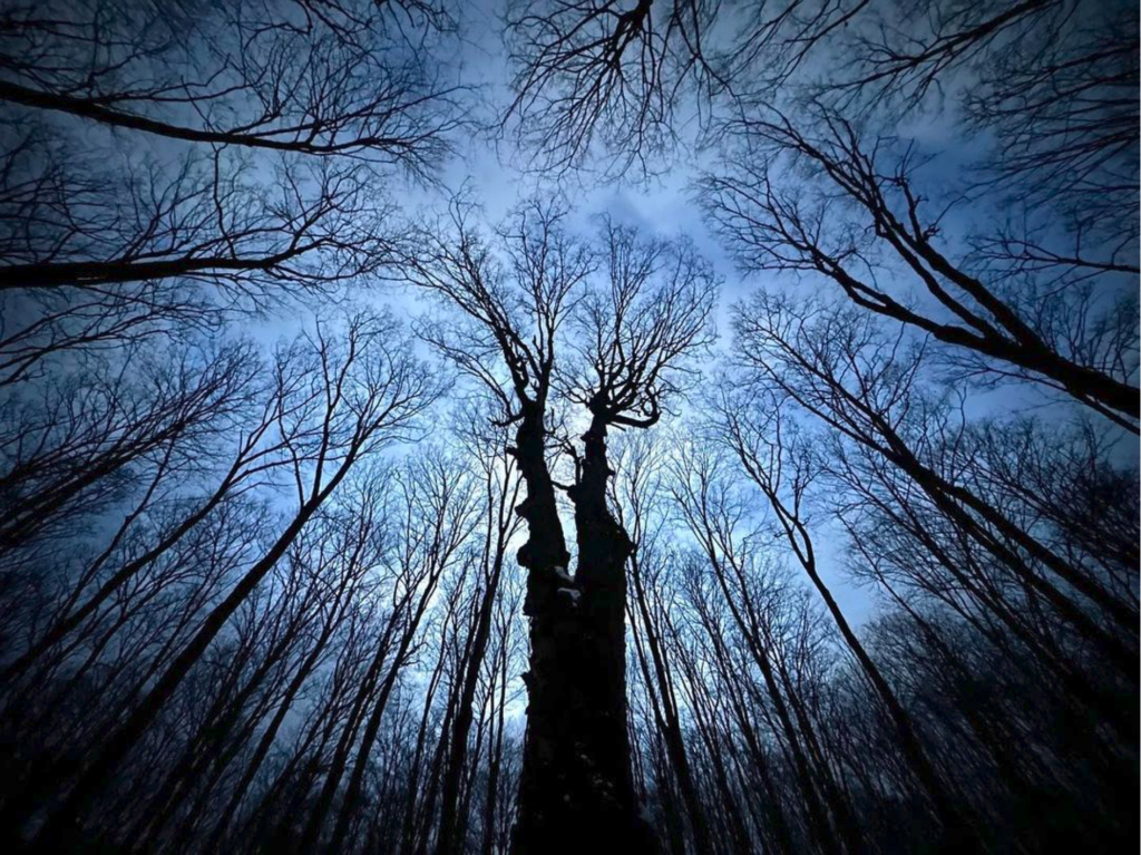 Ecological spirituality: Tree branches converging towards the sky
